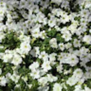 Meet your Posher, Ella